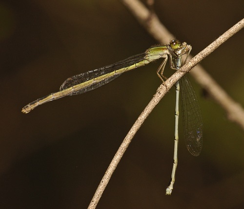 Female with prey
2005_10_31_TX